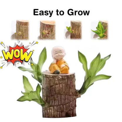 🌱Lucky Brazil Wood Money Magnet Plant 🌱 Buy 1 Get 1 Free🔥
