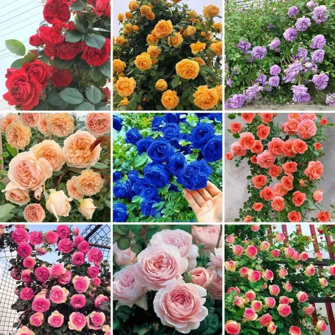 🌹 Elegant Climbing Rose Flower Seeds- 9 Rare and Breathtaking Colors Seeds(IMPORTED)