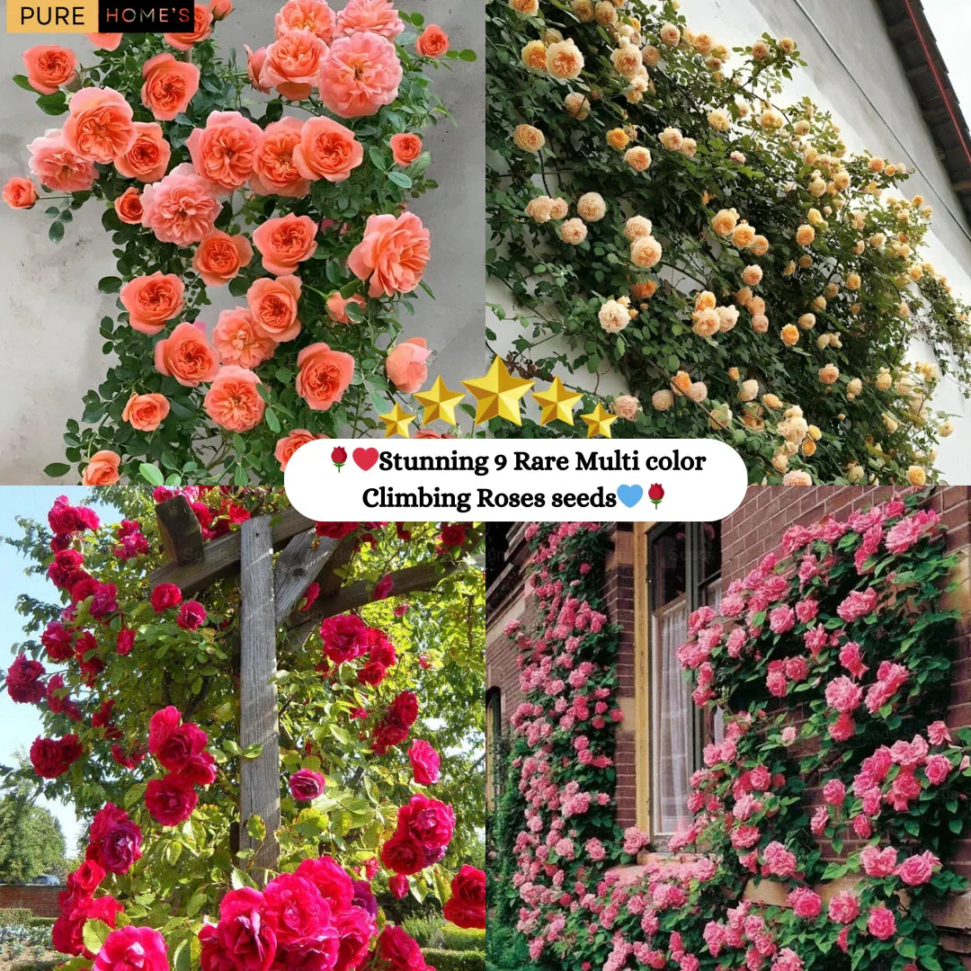 🌹 Elegant Climbing Rose Flower Seeds- 9 Rare and Breathtaking Colors Seeds(IMPORTED)