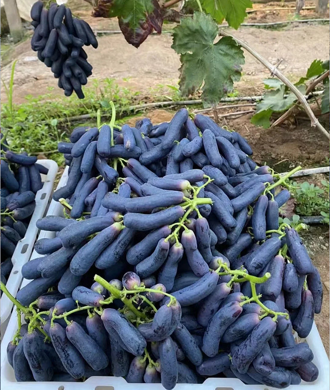 Sweet Sapphire Grape Seeds (Pack of 100 Seeds)
