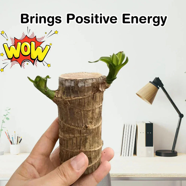 😌Lucky Brazil Wood Potted Plant🍀 [ Buy 1 Get 1 Free ]