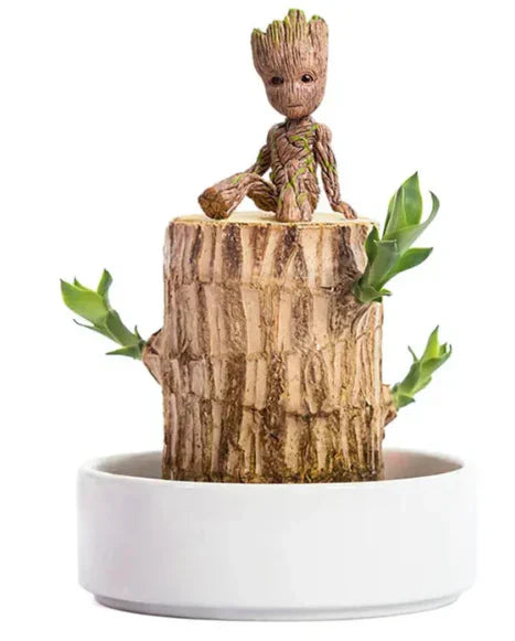 😌Lucky Brazil Wood Potted Plant🍀 [ Buy 1 Get 1 Free ]