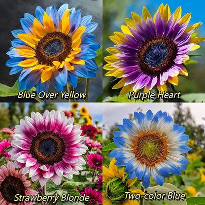 🌻 DreamBlaze - Multi-color Sunflower Cypress | 🔥Buy 1 Get 1 Free🔥