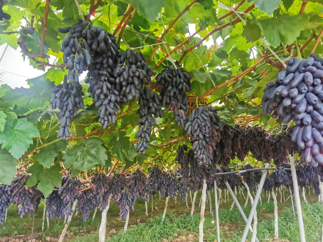 Sweet Sapphire Grape Seeds (Pack of 100 Seeds)