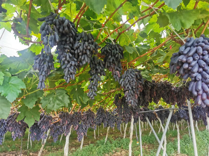 Sweet Sapphire Grape Seeds (Pack of 100 Seeds)