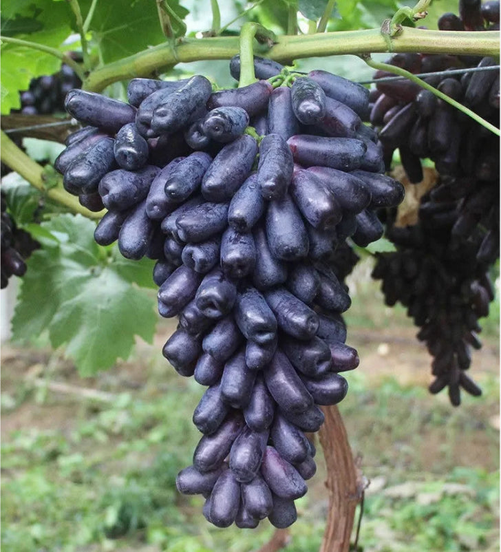 Sweet Sapphire Grape Seeds (Pack of 100 Seeds)