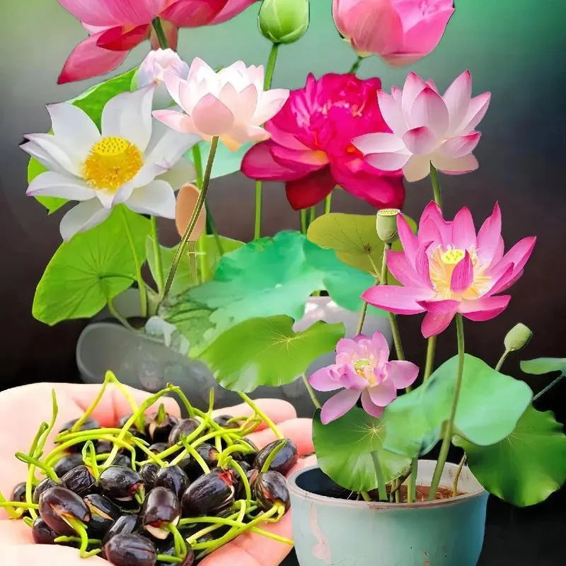 💮Midnight Purple Lotus Seeds | 🔥PACK OF 20 + Free Plant Growth Serum🔥