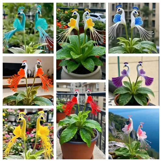 Peacock Flower Bulbs — Plant hope, watch splendor bloom!🌸🌸