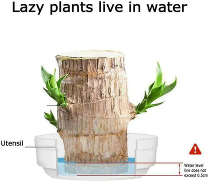 😌Lucky Brazil Wood Potted Plant🍀 [ Buy 1 Get 1 Free ]