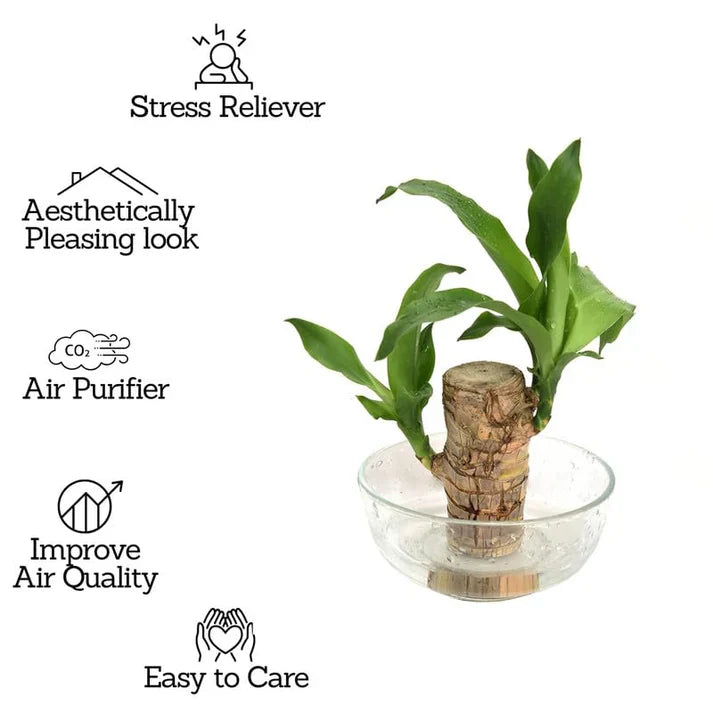 😌Lucky Brazil Wood Potted Plant🍀 [ Buy 1 Get 1 Free ]