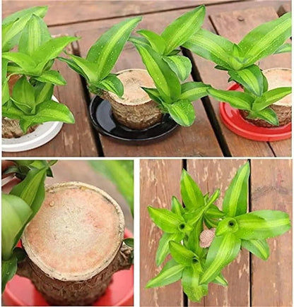 😌Lucky Brazil Wood Potted Plant🍀 [ Buy 1 Get 1 Free ]