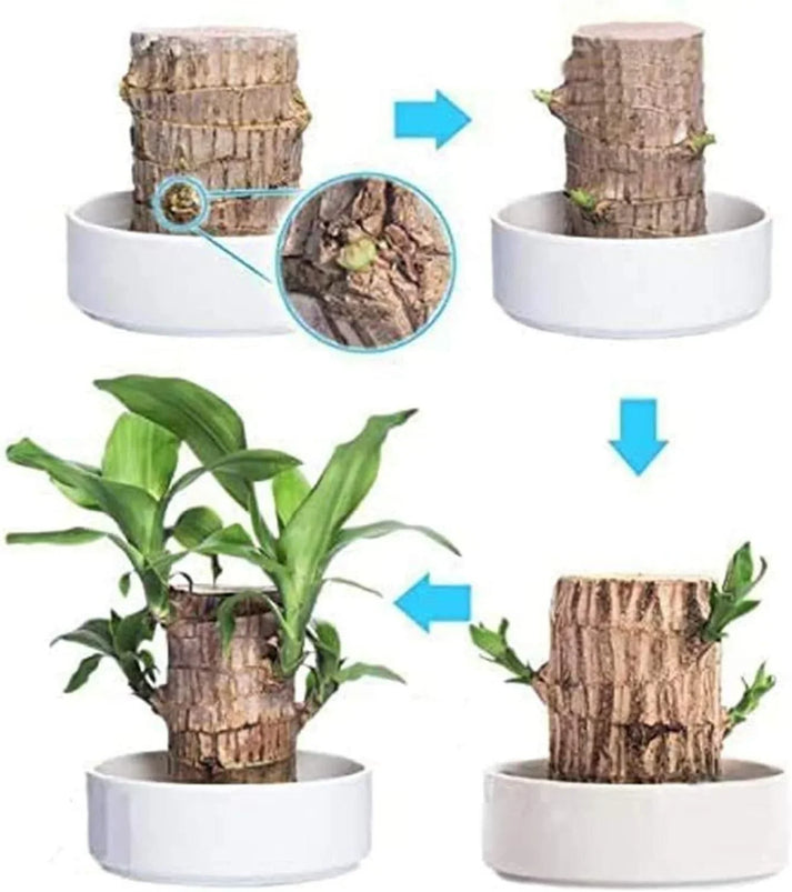 😌Lucky Brazil Wood Potted Plant🍀 [ Buy 1 Get 1 Free ]