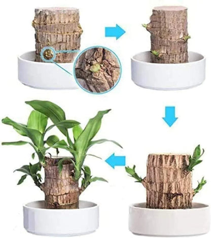 😌Lucky Brazil Wood Potted Plant🍀 [ Buy 1 Get 1 Free ]
