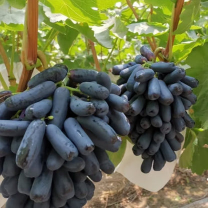 Sweet Sapphire Grape Seeds 🍇