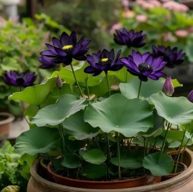 💮Midnight Purple Lotus Seeds | 🔥PACK OF 20 + Free Plant Growth Serum🔥