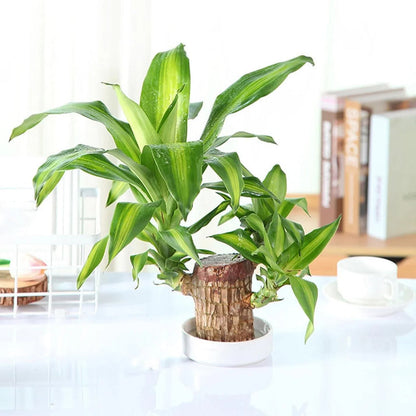 😌Lucky Brazil Wood Potted Plant🍀 [ Buy 1 Get 1 Free ]