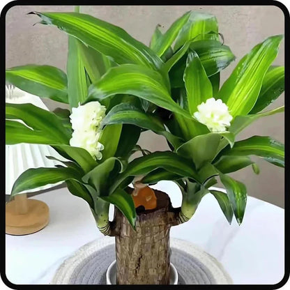 😌Lucky Brazil Wood Potted Plant🍀 [ Buy 1 Get 1 Free ]