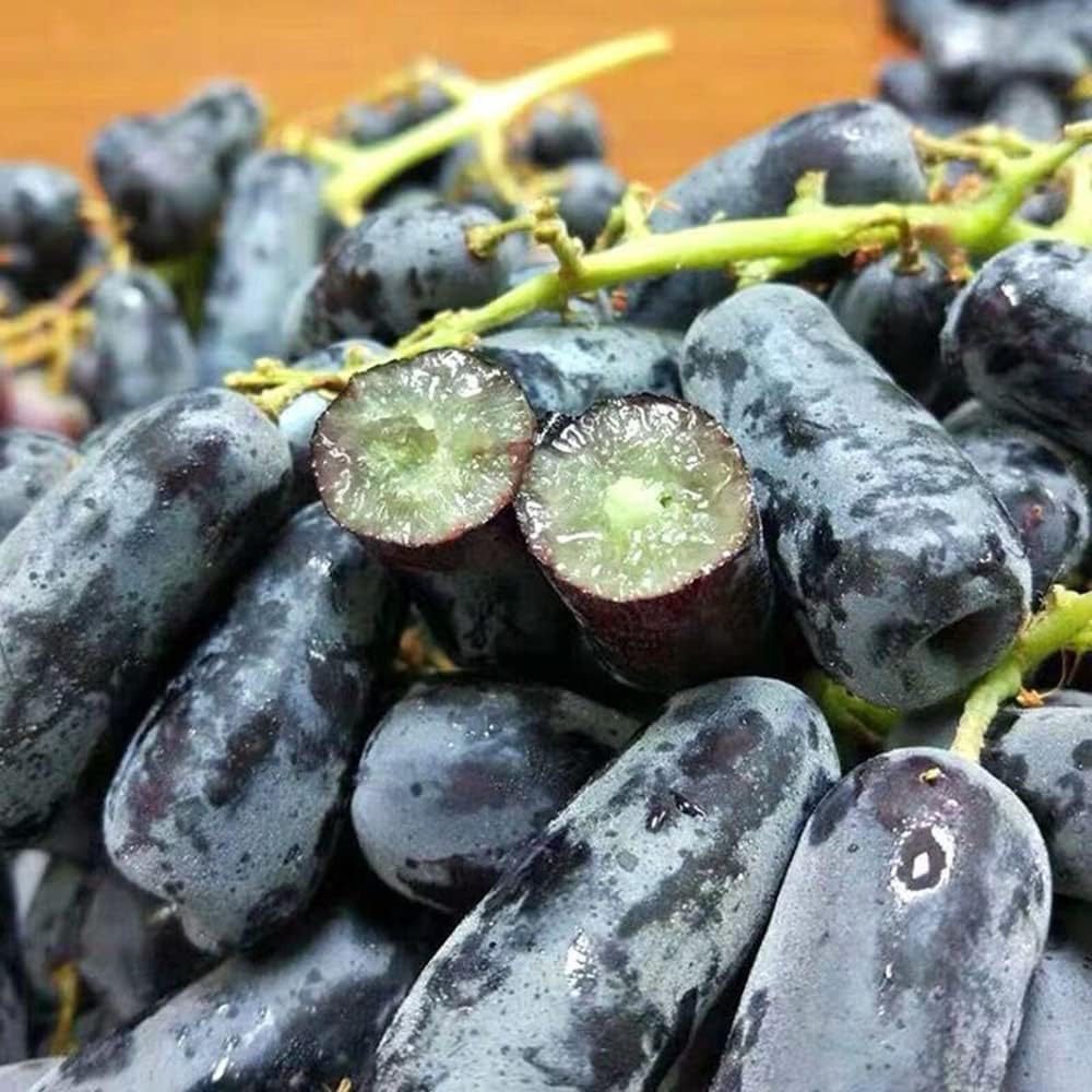 Imported Sweet Sapphire Grape Seeds 🍇 | BUY 1 GET 1 FREE | Pack of 50 seeds