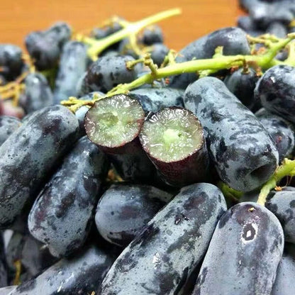 Imported Sweet Sapphire Grape Seeds 🍇 | BUY 1 GET 1 FREE | Pack of 50 seeds