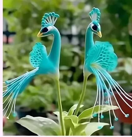 Peacock Flower Bulbs — Plant hope, watch splendor bloom!🌸🌸