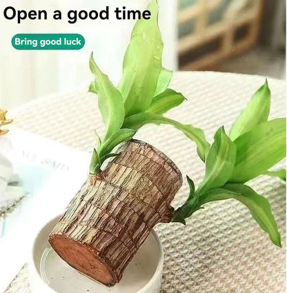 😌Lucky Brazil Wood Potted Plant🍀 [ Buy 1 Get 1 Free ]