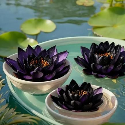 💮Midnight Purple Lotus Seeds | 🔥PACK OF 20 + Free Plant Growth Serum🔥