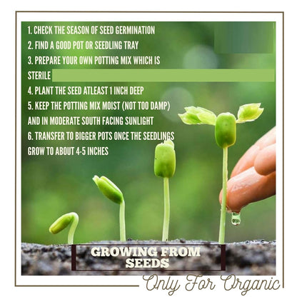 Premium Lotus Flower Seeds