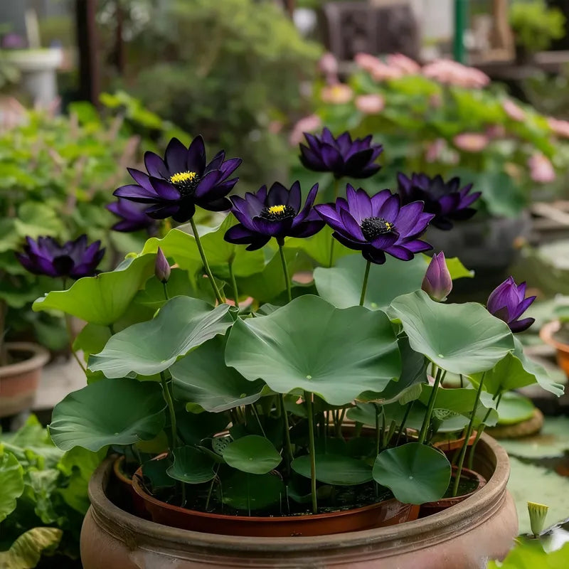 💮Midnight Purple Lotus Seeds | 🔥PACK OF 20 + Free Plant Growth Serum🔥