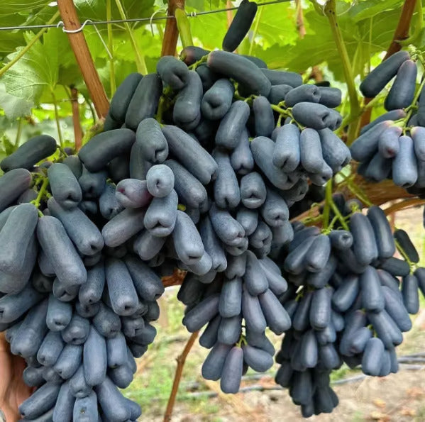 Sweet Sapphire Grape Seeds 🍇