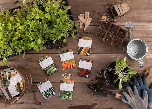 Vegetable Seeds Vault( 45 Types with 3000 + seeds)