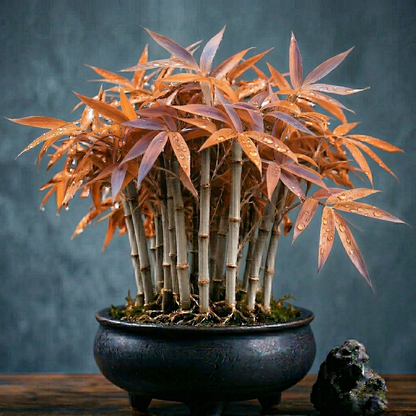 🌿 KuberBamboo - Multi-Color Lucky Bamboo Cypress | BUY 1 GET 1 FREE🎋