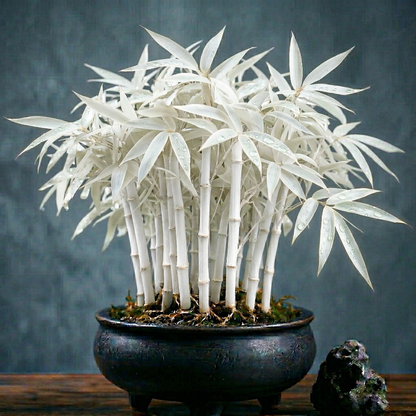 🌿 KuberBamboo - Multi-Color Lucky Bamboo Cypress | BUY 1 GET 1 FREE🎋