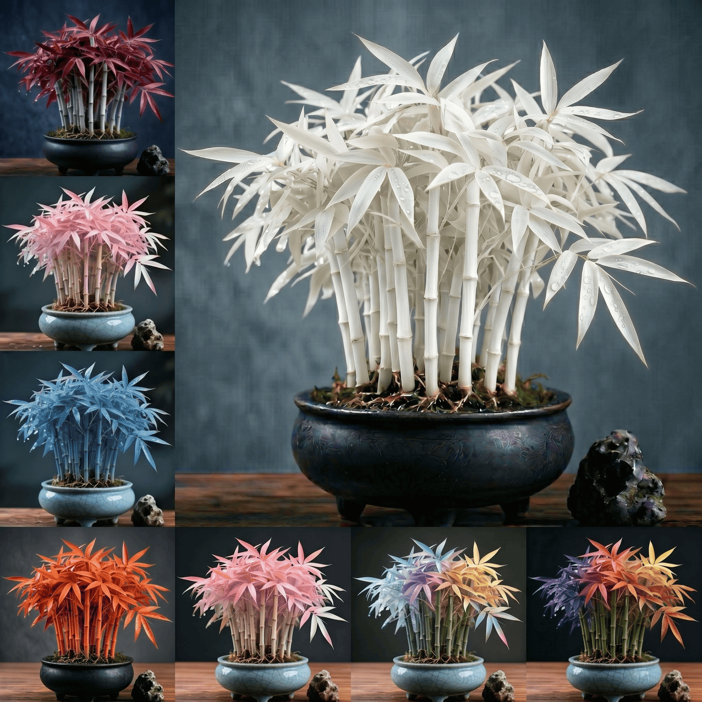 🌿 KuberBamboo - Multi-Color Lucky Bamboo Cypress | BUY 1 GET 1 FREE🎋