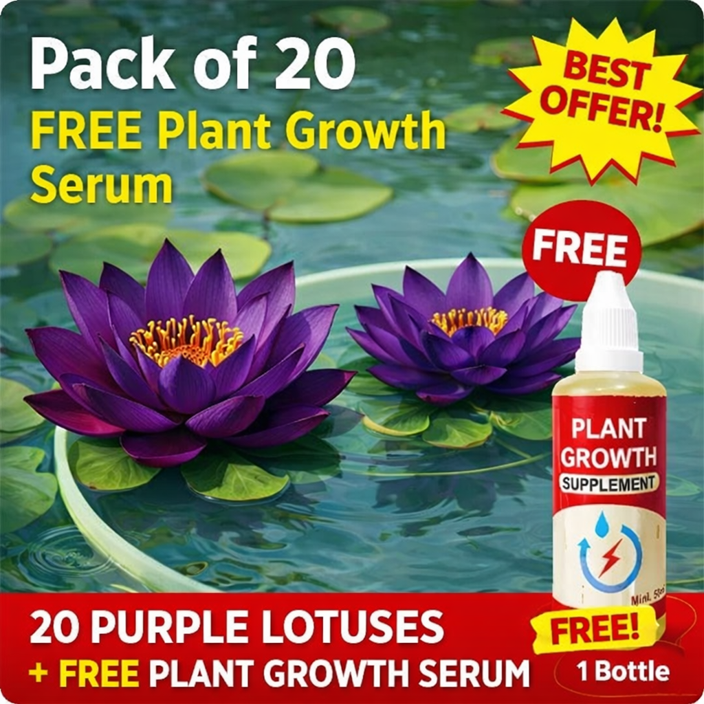 💮Midnight Purple Lotus Seeds | 🔥PACK OF 20 + Free Plant Growth Serum🔥
