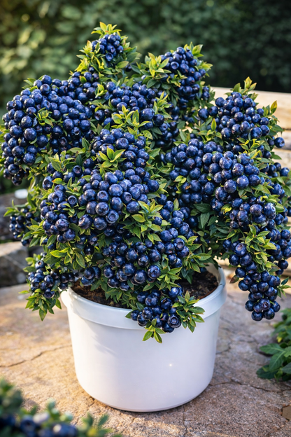 Big Blueberry Seeds™