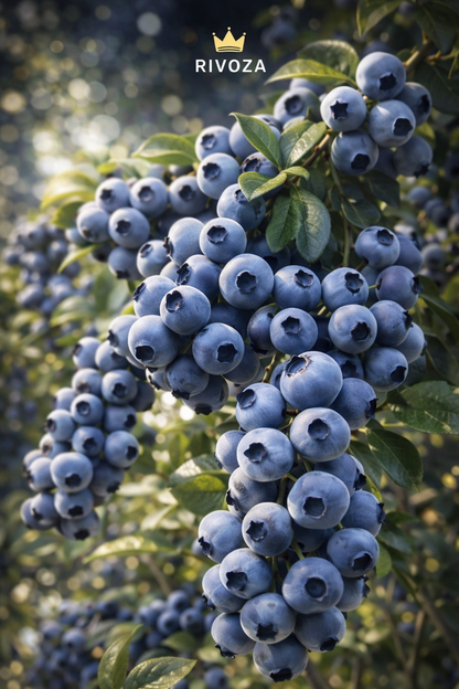 Big Blueberry Seeds™