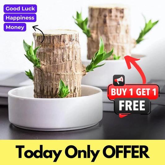 😌Lucky Brazil Wood Potted Plant🍀 [ Buy 1 Get 1 Free ]