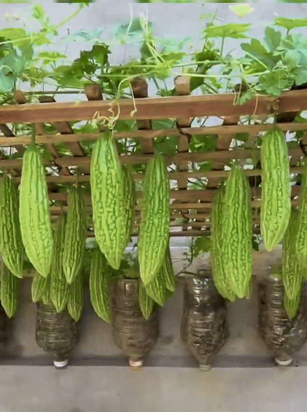 Vegetable Seeds Vault( 45 Types with 3000 + seeds)