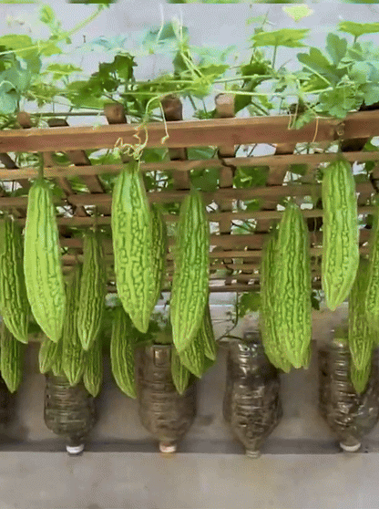 Vegetable Seeds Vault( 45 Types with 3000 + seeds)