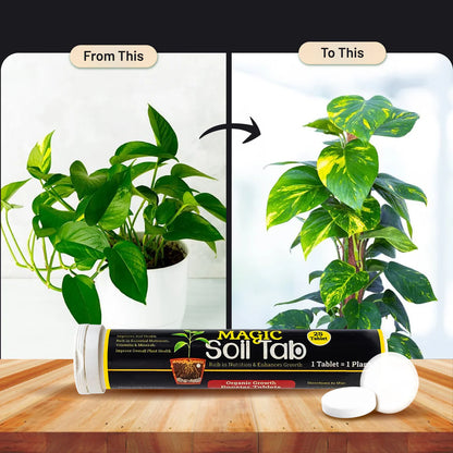 PlantBoost™ - Magic Plant Soil Tablets 🌱✨ (Buy 1 Get 1 Free 🔥🔥)