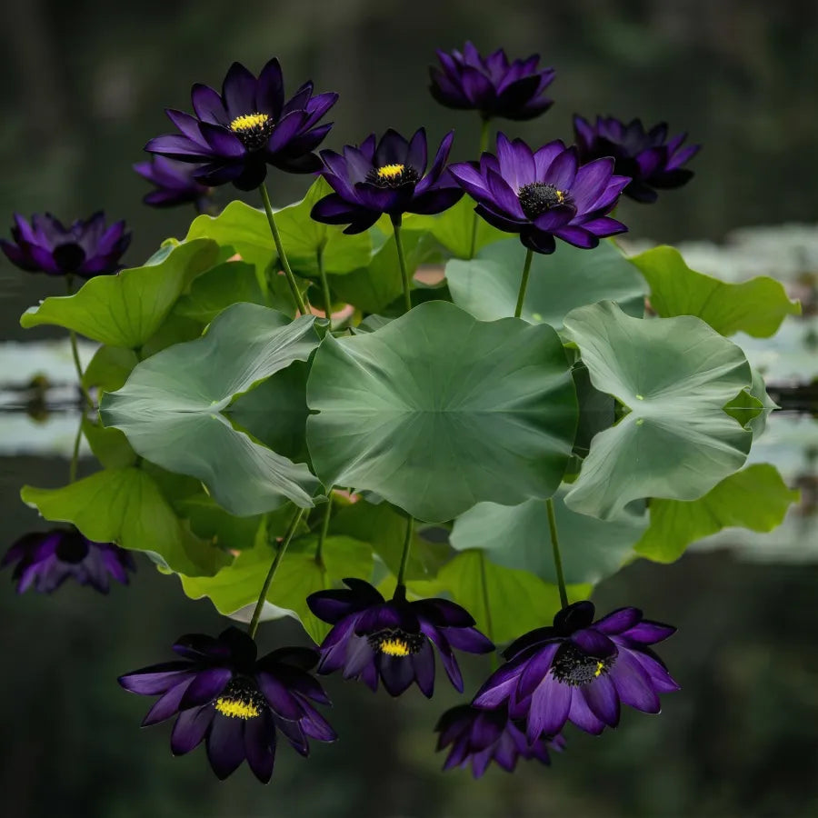 💮Midnight Purple Lotus Seeds | 🔥PACK OF 20 + Free Plant Growth Serum🔥