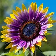 🌻 DreamBlaze - Multi-color Sunflower Cypress | 🔥Buy 1 Get 1 Free🔥