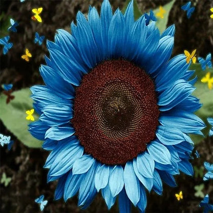 🌻 DreamBlaze - Multi-color Sunflower Cypress | 🔥Buy 1 Get 1 Free🔥