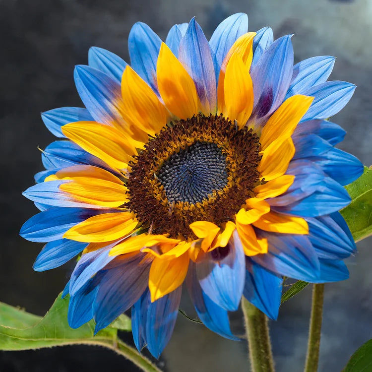 🌻 DreamBlaze - Multi-color Sunflower Cypress | 🔥Buy 1 Get 1 Free🔥