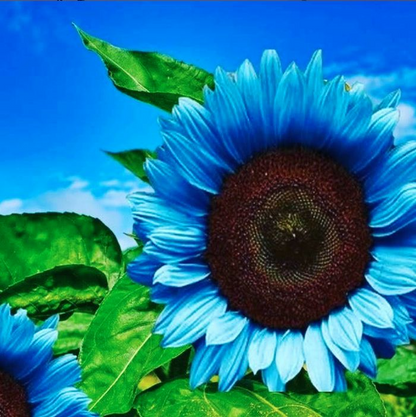 🌻 DreamBlaze - Multi-color Sunflower Cypress | 🔥Buy 1 Get 1 Free🔥