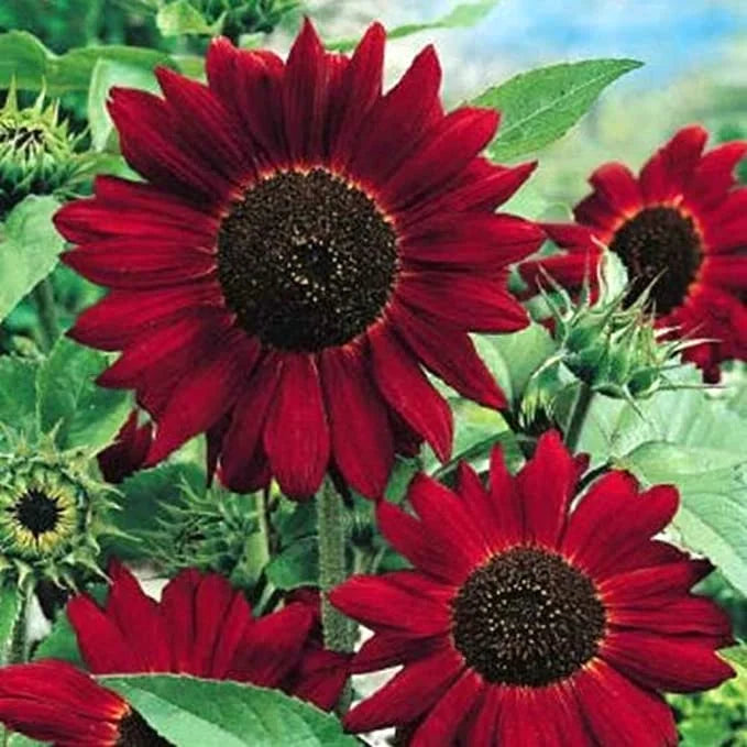 🌻 DreamBlaze - Multi-color Sunflower Cypress | 🔥Buy 1 Get 1 Free🔥