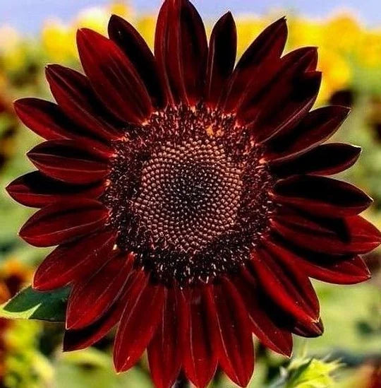 🌻 DreamBlaze - Multi-color Sunflower Cypress | 🔥Buy 1 Get 1 Free🔥
