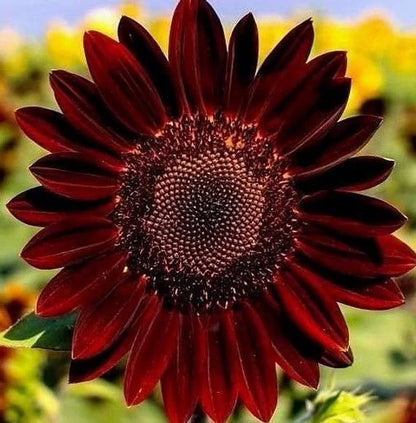 🌻 DreamBlaze - Multi-color Sunflower Cypress | 🔥Buy 1 Get 1 Free🔥