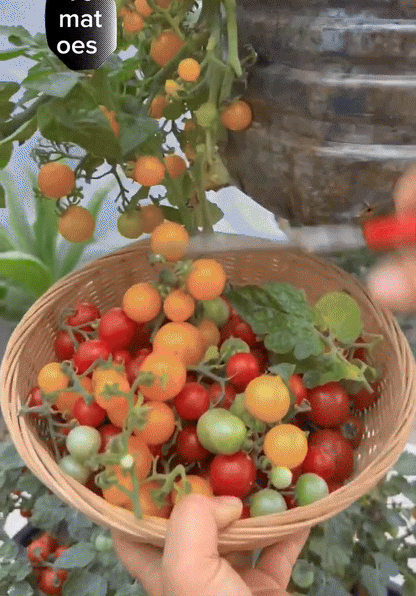 Vegetable Seeds Vault( 45 Types with 3000 + seeds)