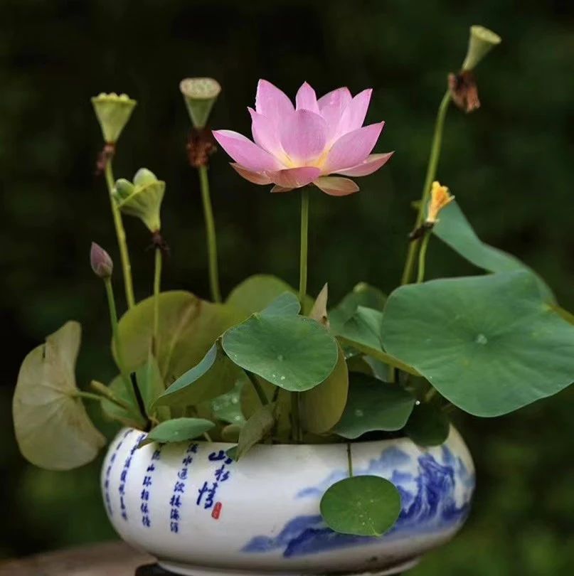 HYBRID LOTUS FLOWER SEEDS | 🔥FLAT 58% OFF SALE🔥